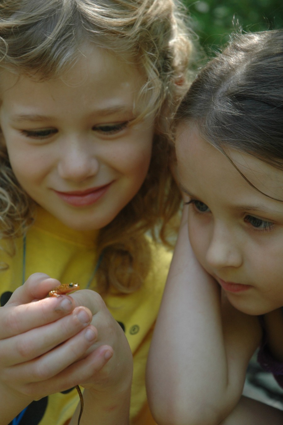 Two girls looking at a small orange frog